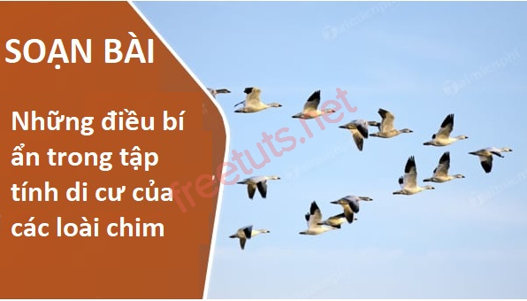 soan bai nhung dieu bi an trong tap tinh di cu cua cac loai chim 1 jpg